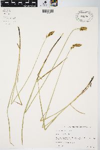 Carex sartwellii image