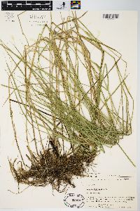 Carex sartwellii image