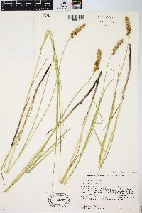 Carex sartwellii image