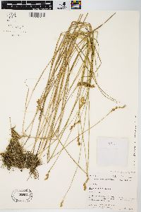 Carex scoparia var. scoparia image