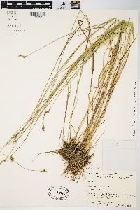 Carex scoparia var. scoparia image