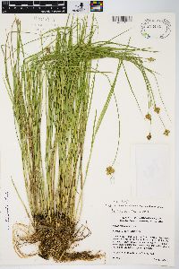 Carex scoparia var. scoparia image