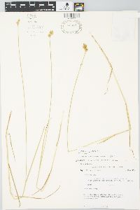 Carex scoparia var. scoparia image