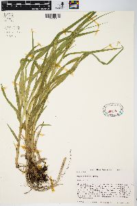 Carex scabrata image