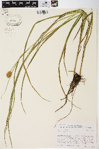 Carex squarrosa image