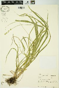 Carex sparganioides image