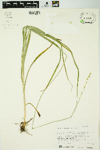 Carex sparganioides image