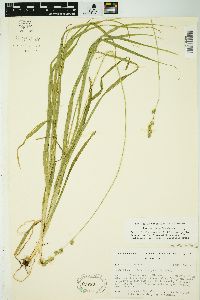 Carex sparganioides image