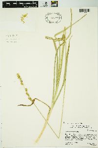 Carex sparganioides image