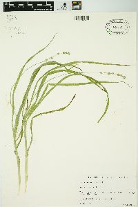 Carex sparganioides image