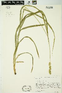 Carex sparganioides image