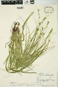 Carex sparganioides image