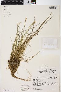 Carex sterilis image