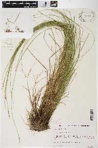 Carex sterilis image