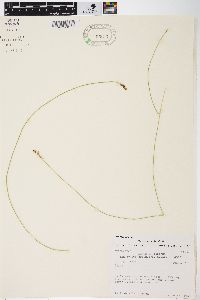 Carex sterilis image