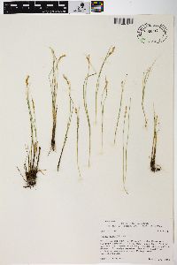 Carex sterilis image