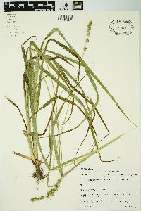 Carex sparganioides image