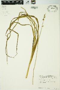 Carex sparganioides image