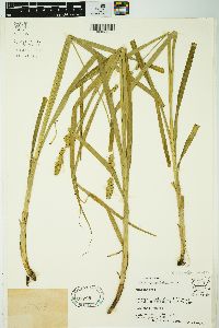 Carex sparganioides image