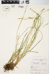 Carex meadii image