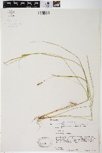 Carex tetanica image