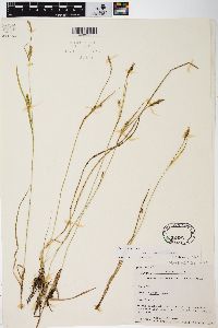 Carex tetanica image