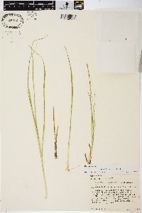 Carex tetanica image