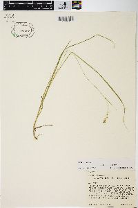 Carex tetanica image