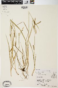 Carex tetanica image