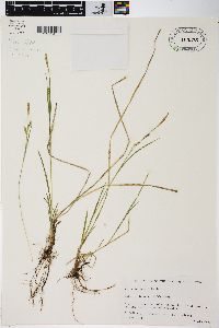 Carex tetanica image