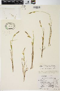 Carex tetanica image