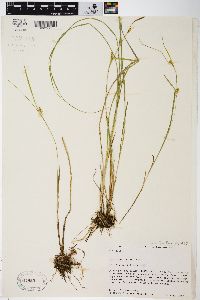 Carex tetanica image