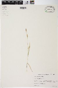 Carex tetanica image