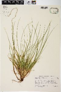 Carex tonsa image