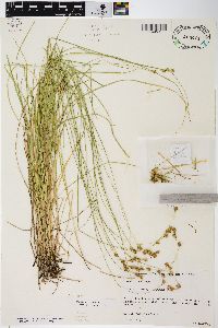 Carex tenera image