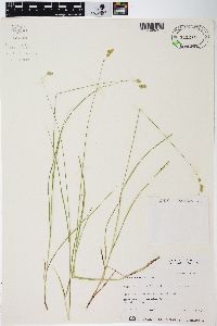 Carex tenera image