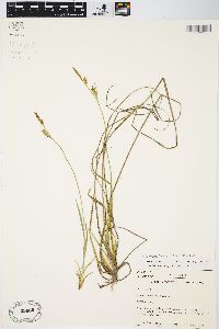 Carex meadii image