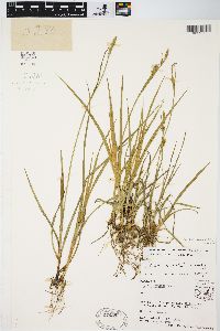 Carex meadii image