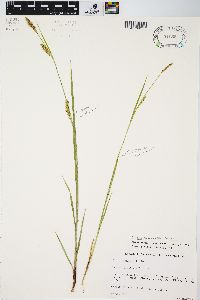 Carex meadii image