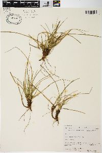 Carex tonsa image