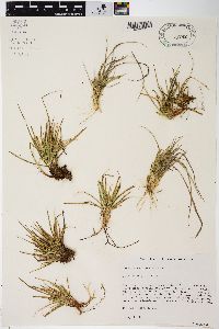 Carex tonsa image