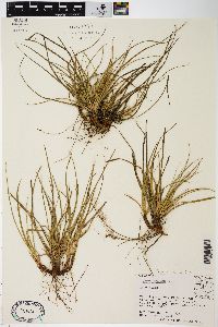 Carex tonsa image