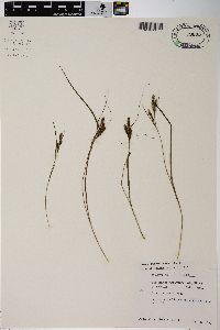 Carex swanii image