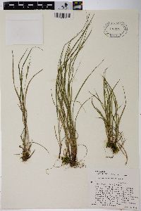 Carex swanii image