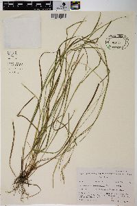 Carex tenera image