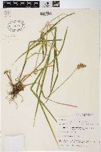 Carex tribuloides var. tribuloides image