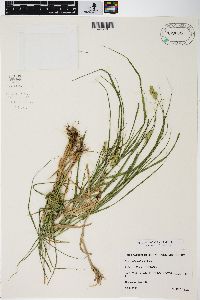 Carex tribuloides var. tribuloides image