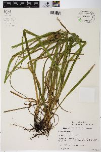 Carex typhina image