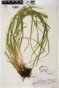 Carex typhina image