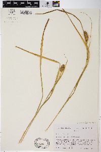 Carex typhina image